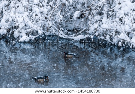 Beautiful male wood ducks swimming in Burnaby Lake, British Columbia, Canada. Winter picture: snowfall and snowflakes on colorful feathers. Snow packed on branches heavily, creating white background. 