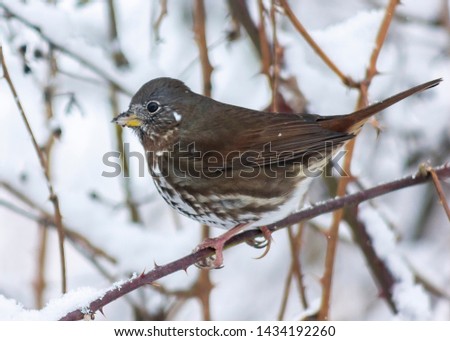 Cute fox sparrow sitting on a branch in the snowfall, in Burnaby, British Columbia, Canada. Spotted brown feathers, yellow beak. Winter picture with snowflakes. Snowy background. Side profile view