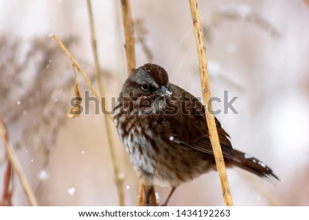 Cute fox sparrow sitting on a branch in the snowfall, in Burnaby, British Columbia, Canada. Spotted brown feathers, yellow beak. Winter picture with snowflakes. Snowy background. Looking in camera