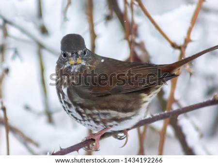 Cute fox sparrow sitting on a branch in the snowfall, in Burnaby, British Columbia, Canada. Spotted brown feathers, yellow beak. Winter picture with snowflakes. Snowy background. Looking in camera