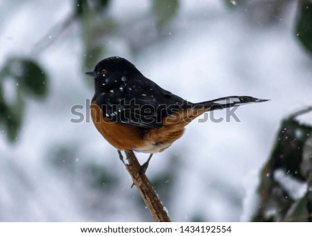 Cute spotted towhee sitting on a branch in the snowfall, in Burnaby, British Columbia, Canada. Black head and tails, red eye. Winter picture with snowflakes. Snowy background with blurred leaves