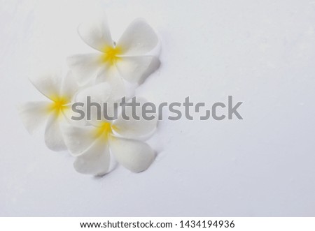 top view white plumeria rubra flowers on a white background