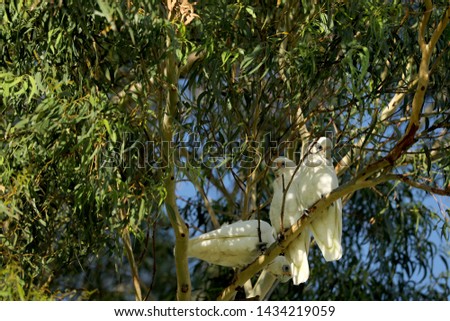 Bird Cockatoo Parrot in Australia