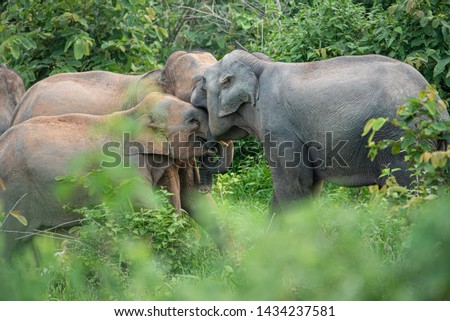 Asian wild Elephant family in Thailand.