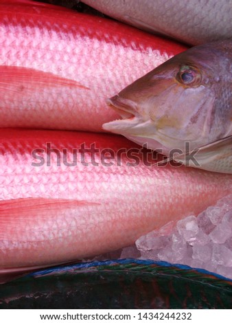 Fresh catch red colorful snappers Tropical fish with bright squama on ice for sale on Makishi Public Market in Naha Okinawa 