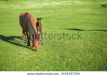 brown horse and foal eating freen grass on the field