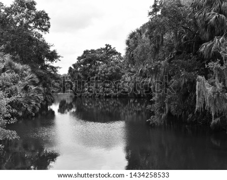 Picture Black and White of Louisiana Bayou