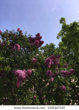 Lilac bush blooming with purple flowers.