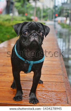 PICTURE OF A CUTE PUG DOG