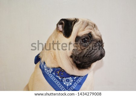 PICTURE OF A CUTE PUG DOG