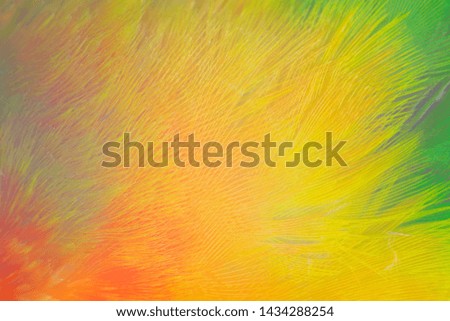 Beautiful macro parrot lovebird feather pattern  texture background