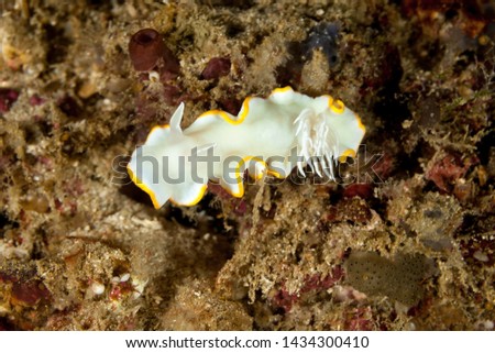 Heron Ardeadoris, Ardeadoris egretta is a species of sea slug, a dorid nudibranch, a shell-less marine gastropod mollusc in the family Chromodorididae