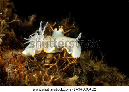 Heron Ardeadoris, Ardeadoris egretta is a species of sea slug, a dorid nudibranch, a shell-less marine gastropod mollusc in the family Chromodorididae