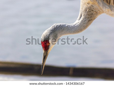 Sandhill cranes feeding in the snow in the winter. Snow background, all white. Intense red eye and grayish body, with long grey legs and bill. Adult close-up. In Delta, British Columbia, Canada.