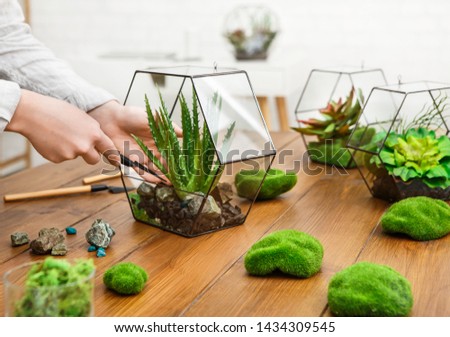 Woman transplanting plant in glass florarium vase on wooden table. Home gardening concept