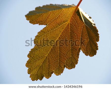 Bright leaf against the blue sky looks beautiful in the picture on the wall. Original background for decoration wallpapers.