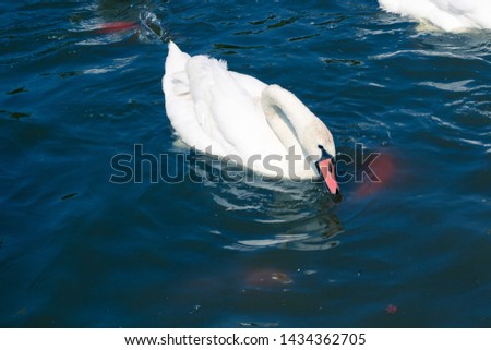White swan flowing on pond water surface
