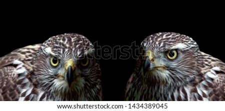 Two hawks on a black background