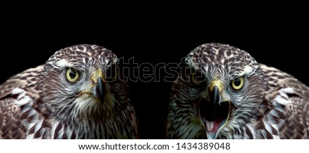 Two hawks close-up on black background