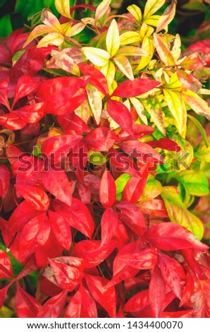 Colorful autumn leaves close-up. Bright autumn leaves on a tree or bush. Background in warm colors, natural concept, copy space.