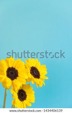 Sunflower, light blue background. yellow flower.                               