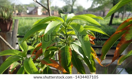 mango trees leaves looking awesome