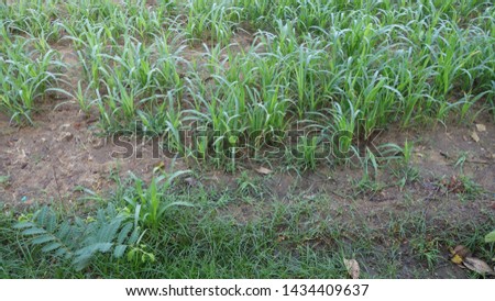 mini plants in the field