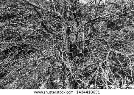 Abstract black and white photo of tree for abstract black and white background