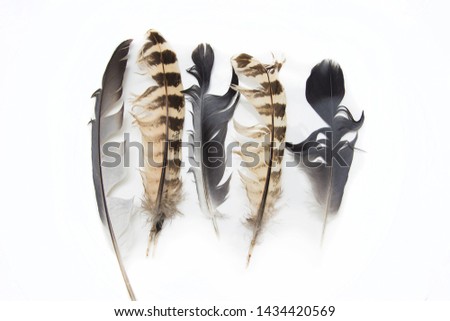 Multicolored feathers on white background