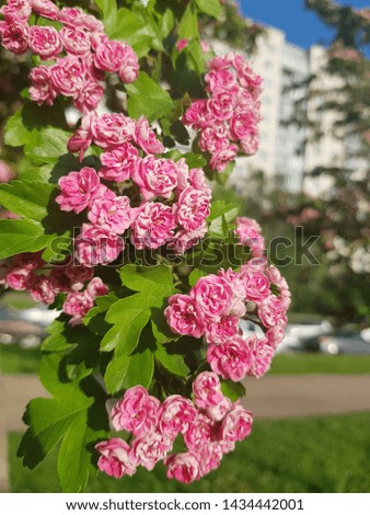 blooming hawthorn in spring on a bush