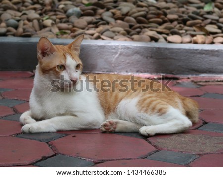 cat sit on the concrete floor in the park.