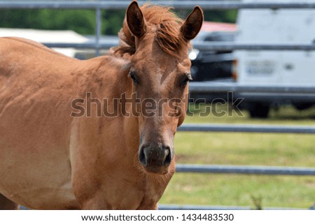 Beautiful horse outdoors on pasture