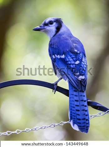 Young Blue jay bird on feeder