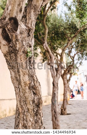 Old olive trees in a spanish town. The texture of the bark. Selective focus