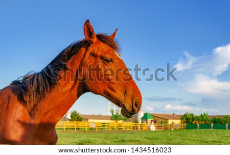 Horse red suit in the pen on the pasture on the background green grass blue sky.