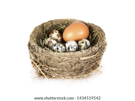 Bird's nest with eggs one of them is disproportionately large isolated on a white background
