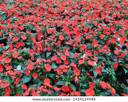 Impatiens in the garden, this flower variants are symbolic of motherly love. Impatiens flowers come in many different colors from reds to blues to near blacks and browns.