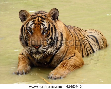 Tiger standing in a water. The picture was taken in the Tiger Temple, Thailand