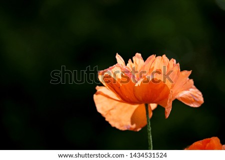 Oriental poppy in backlight on dark background