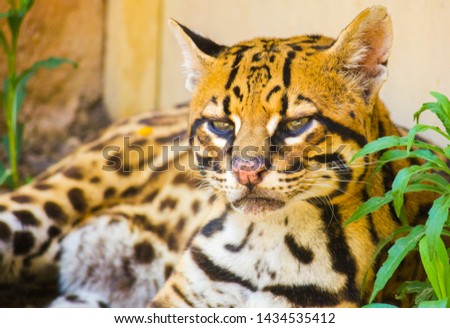 Close-up of an ocelot, Leopardus pardalis, laying on the ground