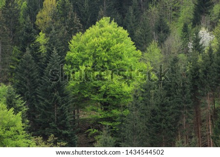 Big green tree betwen spruces. Spring time. Slovenia