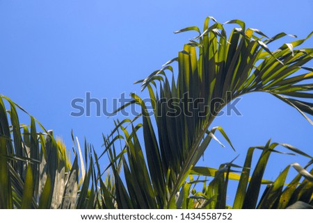 Coco palm leaf on blue sky background. Sunny tropical nature minimal photo. Coconut palm branch wallpaper. Summer travel to exotic island. Tropical vacation banner template. Tourism in Asia concept