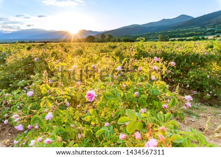 Bulgarian rose valley near Kazanlak. Rose Damascena fields for rose oil production.