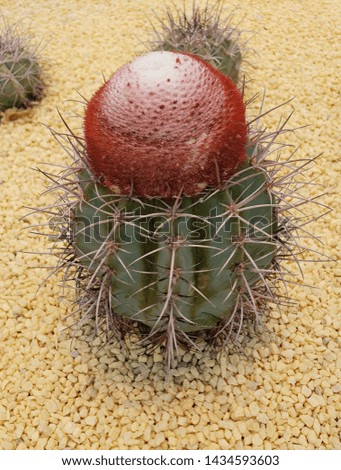 green cactus plant with thorns in flowering season