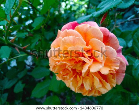 beautiful bud of orange garden roses.