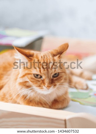 Cute ginger cat is lying on children desk among drawings. Fluffy pet in kids room.