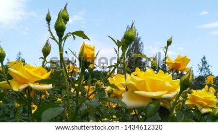 beautiful bud of yellow garden roses.