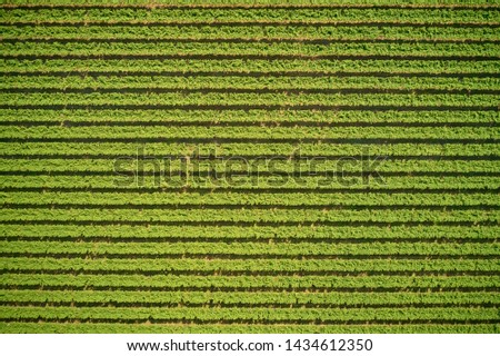 Aerial photography with drone. Tree plantation top view.