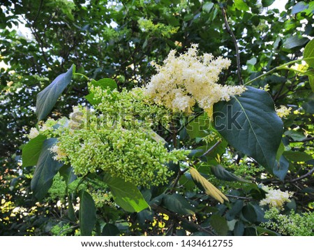 Green blooming flowers with leaves 
