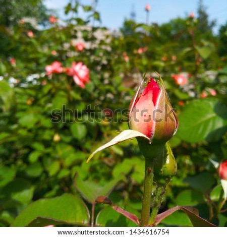 beautiful bud of red garden roses.
